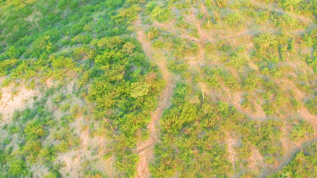 CABO PULMO BCS MEXICO-2021: Dirt Paths Winding Through Lush Green Vegetation