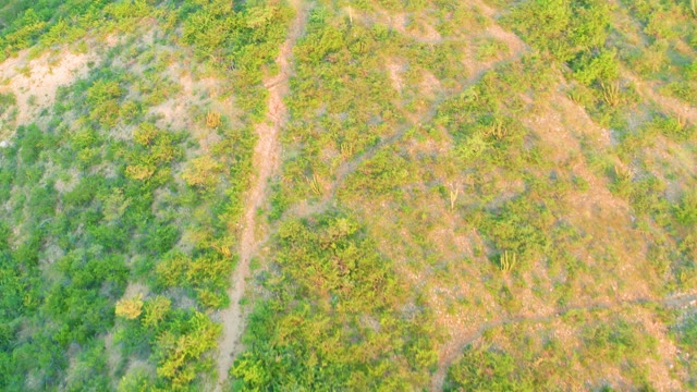 CABO PULMO BCS MEXICO-2021: Winding Dirt Path Through Mixed Vegetation