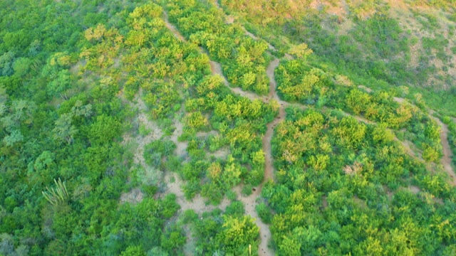 CABO PULMO BCS MEXICO-2021: Winding Dirt Trails Through a Lush Forest