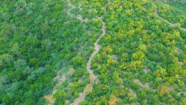 CABO PULMO BCS MEXICO-2021: Winding Dirt Paths Through Dense Forest