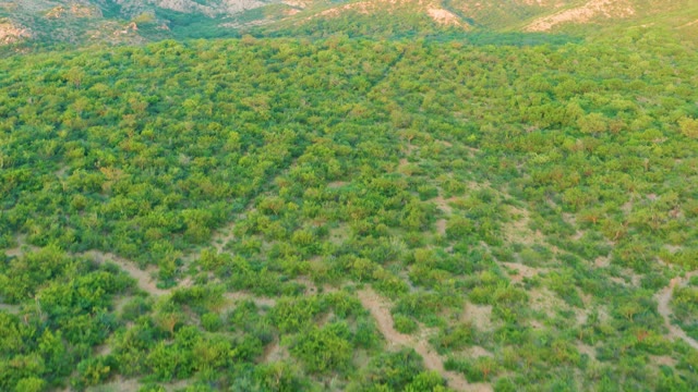 CABO PULMO BCS MEXICO-2021: Lush Green Trees and Distant Water Ponds