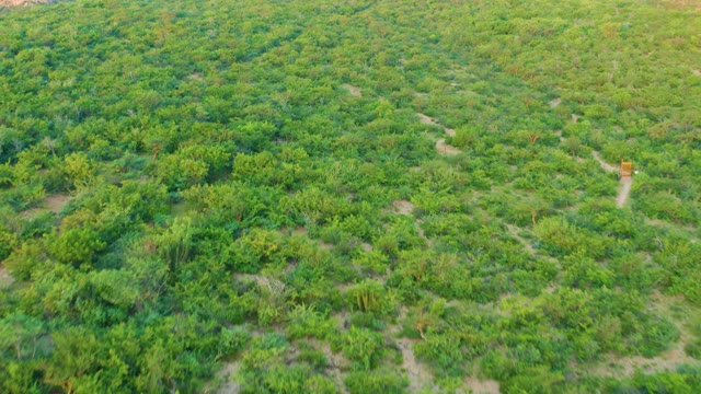 CABO PULMO BCS MEXICO-2021: Cultivated Green Field with Winding Dirt Paths