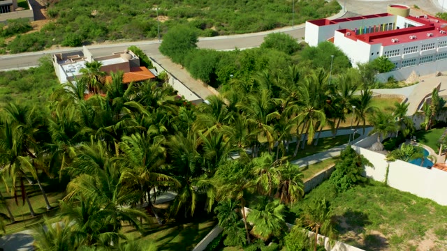 SAN JOSE DEL CABO BCS MEXICO-2021: Palm Trees and Houses in a Descending Aerial Shot