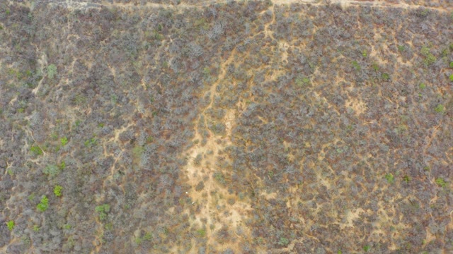 LA PLAYITA LOS CABOS MEXICO-2021: Overhead View of Arid Grassland with Scattered Green Patches