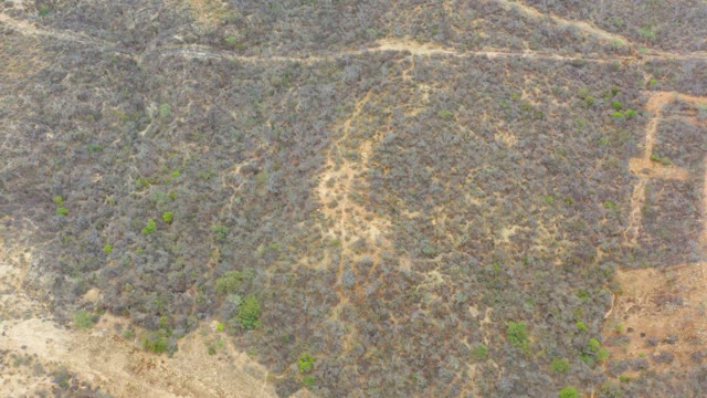 LA PLAYITA LOS CABOS MEXICO-2021: Wildlife Moving Across Dry Bushland Terrain