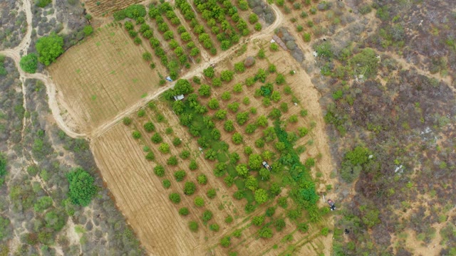 LA PLAYITA LOS CABOS MEXICO-2021: Orchard Field with Neat Tree Rows From Above
