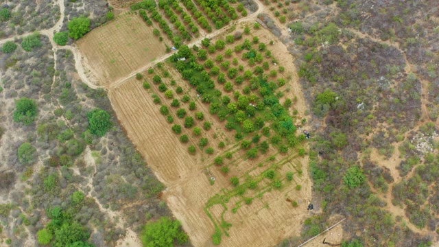 LA PLAYITA LOS CABOS MEXICO-2021: Orchard Field with Neatly Planted Tree Rows, Overhead View