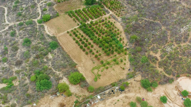 LA PLAYITA LOS CABOS MEXICO-2021: Agricultural Field with Tree Rows and Dry Terrain