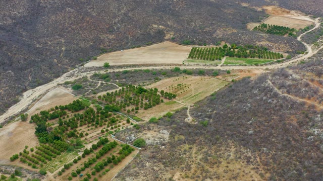 LA PLAYITA LOS CABOS MEXICO-2021: Farmland with Tree Plantations and Hilly Terrain