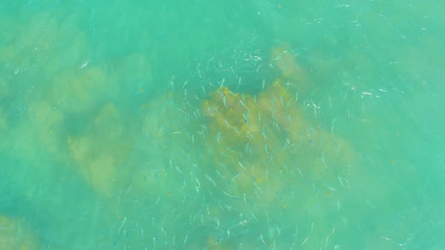 EL TULE BEACH LOS CABOS BCS MEXICO-2021: Small Fish Dispersing in Clear Turquoise Water