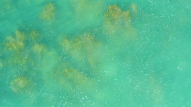 EL TULE BEACH LOS CABOS BCS MEXICO-2021: Small Fish School Moving in Shallow Turquoise Ocean Water