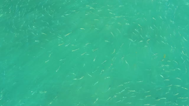 EL TULE BEACH LOS CABOS BCS MEXICO-2021: School of Small Fish Swimming in Clear Turquoise Water