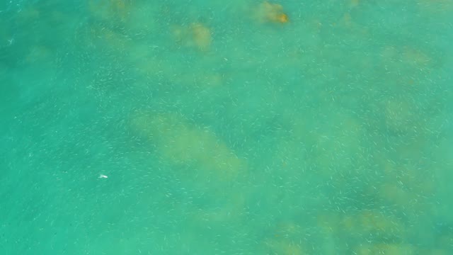 EL TULE BEACH LOS CABOS BCS MEXICO-2021: Small Fish School Swimming in Clear Turquoise Water