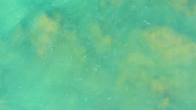 EL TULE BEACH LOS CABOS BCS MEXICO-2021: Small Fish Swimming in Clear Turquoise Water
