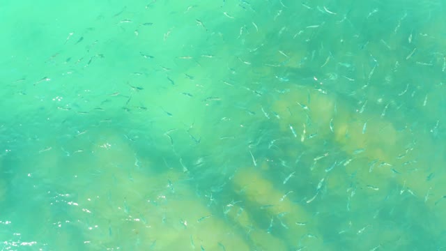 EL TULE BEACH LOS CABOS BCS MEXICO-2021: School of Small Fish Swimming in Clear Turquoise Water