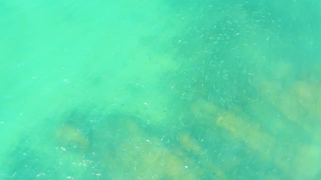 EL TULE BEACH LOS CABOS BCS MEXICO-2021: Small Fish Swimming in Clear Turquoise Water