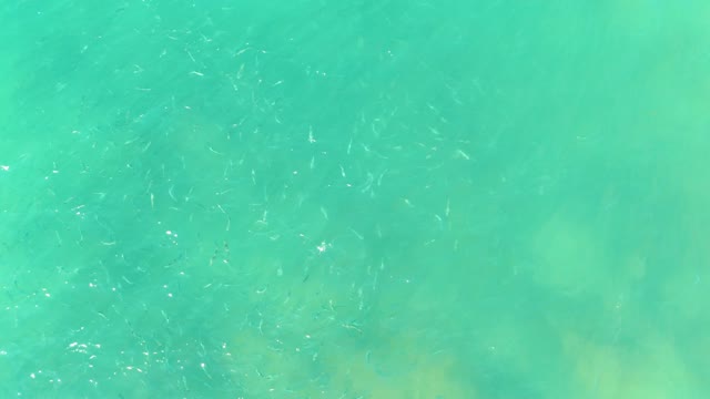 EL TULE BEACH LOS CABOS BCS MEXICO-2021: Small Fish Swimming in Turquoise Clear Water