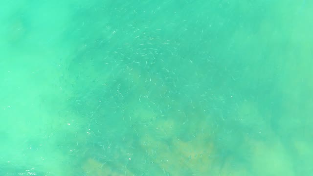EL TULE BEACH LOS CABOS BCS MEXICO-2021: Small Fish Swimming in Clear Turquoise Water