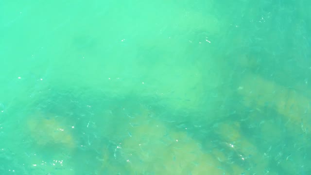 EL TULE BEACH LOS CABOS BCS MEXICO-2021: Small Fish Swimming in Clear Turquoise Water