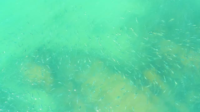 EL TULE BEACH LOS CABOS BCS MEXICO-2021: School of Small Fish Swimming in Clear Turquoise Water