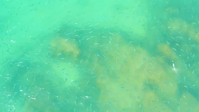 EL TULE BEACH LOS CABOS BCS MEXICO-2021: Small Fish Swimming Around Underwater Rocks
