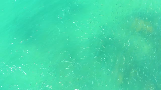EL TULE BEACH LOS CABOS BCS MEXICO-2021: School of Small Fish in Shallow Turquoise Water