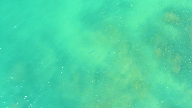 EL TULE BEACH LOS CABOS BCS MEXICO-2021: Small Fish Schooling in Clear Turquoise Water