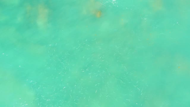 EL TULE BEACH LOS CABOS BCS MEXICO-2021: Shallow Turquoise Water with Underwater Coral and Fish