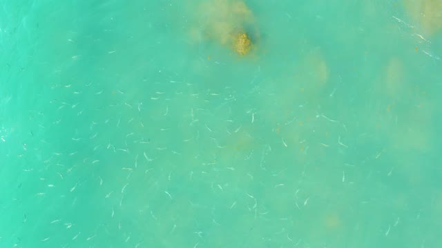 EL TULE BEACH LOS CABOS BCS MEXICO-2021: Small Fish School in Clear Ocean Water with Wave Disturbance