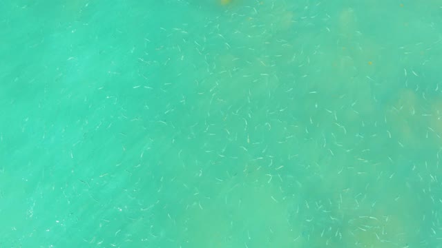 EL TULE BEACH LOS CABOS BCS MEXICO-2021: Small Fish Swimming in Shallow Turquoise Water