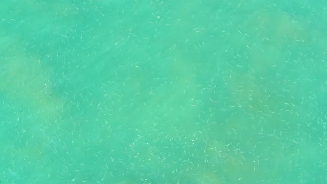 EL TULE BEACH LOS CABOS BCS MEXICO-2021: Small Fish Swimming in Clear Turquoise Water