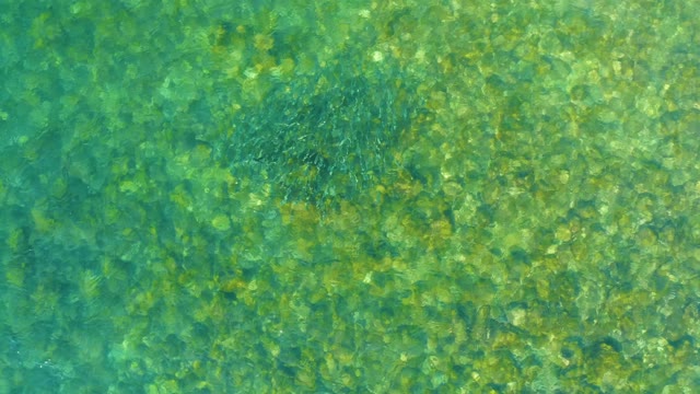 EL TULE BEACH LOS CABOS BCS MEXICO-2021: School of Fish Swimming in Clear Water