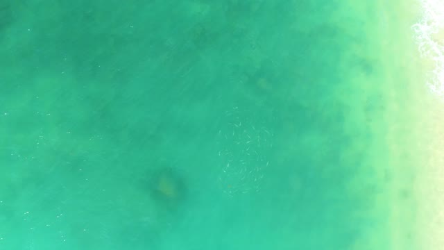 EL TULE BEACH LOS CABOS BCS MEXICO-2021: Fish School Swimming in Shallow Turquoise Water