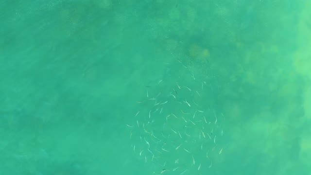 EL TULE BEACH LOS CABOS BCS MEXICO-2021: School of Small Fish Swirling in Turquoise Ocean Water