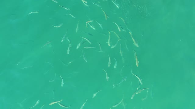 EL TULE BEACH LOS CABOS BCS MEXICO-2021: School of Small Fish Swimming in Clear Turquoise Water