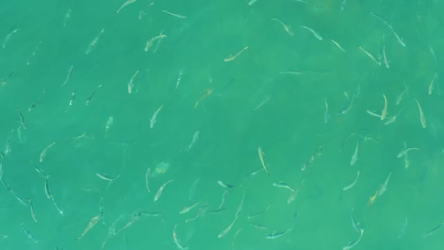EL TULE BEACH LOS CABOS BCS MEXICO-2021: School of Small Fish Swimming in Turquoise Water