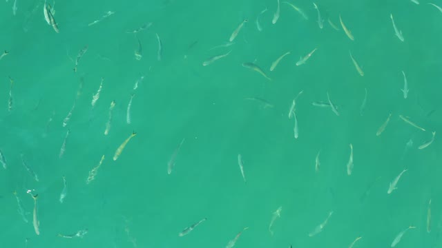 EL TULE BEACH LOS CABOS BCS MEXICO-2021: School of Small Fish Swimming in Clear Turquoise Water