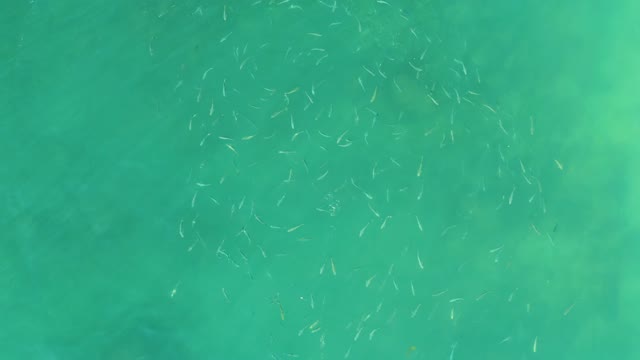 EL TULE BEACH LOS CABOS BCS MEXICO-2021: School of Small Fish Swimming in Clear Turquoise Water