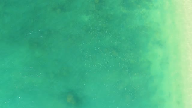 EL TULE BEACH LOS CABOS BCS MEXICO-2021: Small Fish School Swimming in Clear Ocean Water