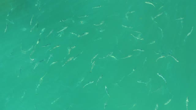 EL TULE BEACH LOS CABOS BCS MEXICO-2021: School of Small Fish Swimming in Clear Turquoise Water