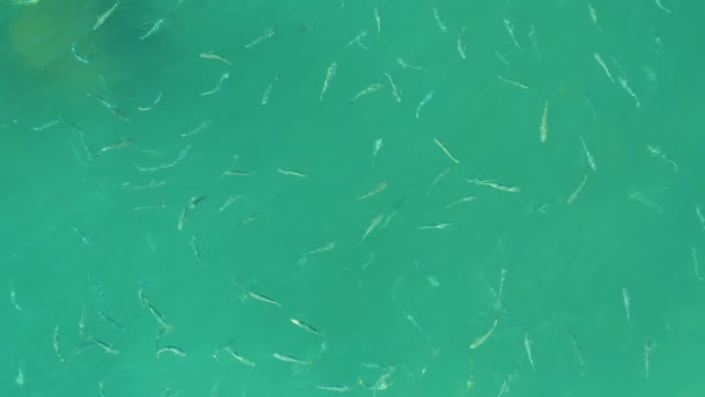 EL TULE BEACH LOS CABOS BCS MEXICO-2021: School of Small Fish Swimming in Clear Turquoise Water