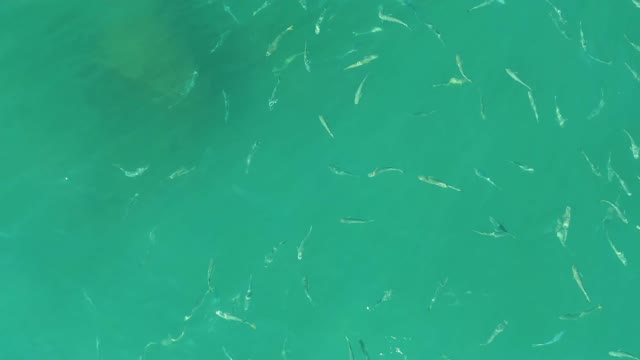 EL TULE BEACH LOS CABOS BCS MEXICO-2021: School of Small Fish Moving in Shallow Turquoise Water