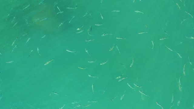 EL TULE BEACH LOS CABOS BCS MEXICO-2021: Small Fish Swimming in Turquoise Water