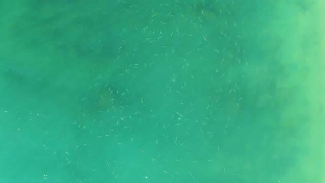 EL TULE BEACH LOS CABOS BCS MEXICO-2021: Small Fish School and Sea Turtle in Clear Ocean Water