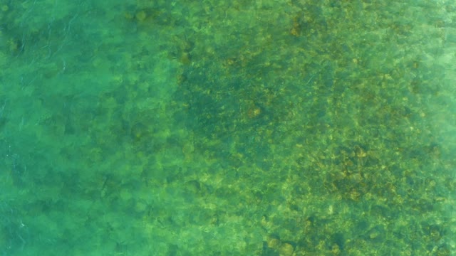 EL TULE BEACH LOS CABOS BCS MEXICO-2021: Gentle Ocean Currents Moving Seabed Vegetation