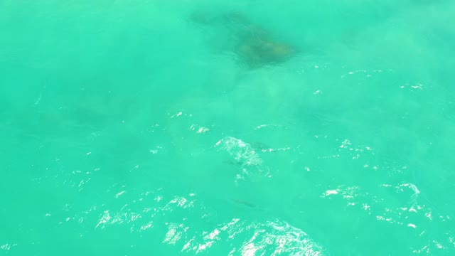 CABO PULMO LOS CABOS BCS MEXICO-2021: Fish Gliding in Shallow Turquoise Water