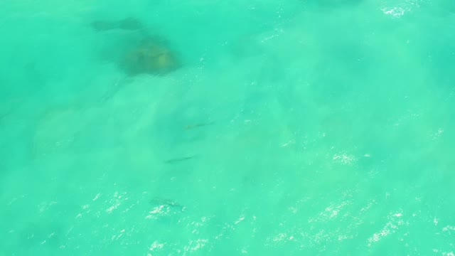 CABO PULMO LOS CABOS BCS MEXICO-2021: Small Fish Swimming in Clear Turquoise Water