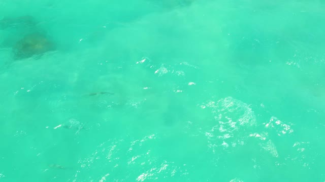 CABO PULMO LOS CABOS BCS MEXICO-2021: Fish Swimming in Clear Turquoise Ocean Water