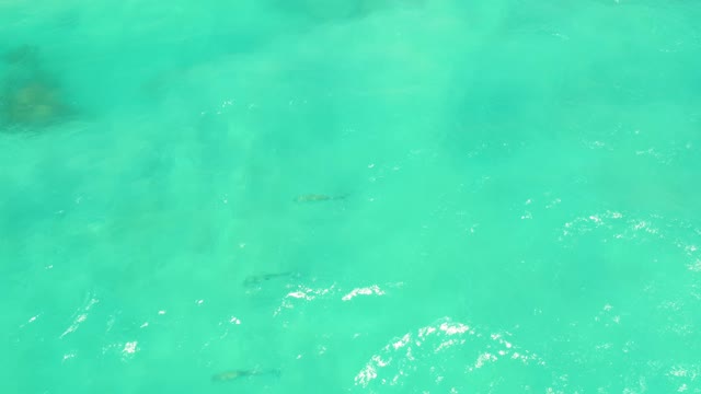 CABO PULMO LOS CABOS BCS MEXICO-2021: Small Fish Swimming in Clear Turquoise Water