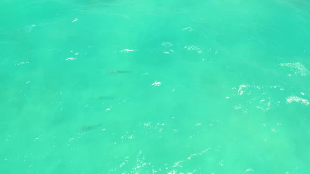 CABO PULMO LOS CABOS BCS MEXICO-2021: Small Fish Swimming in Turquoise Shallow Water